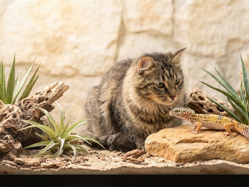 Animales con G: Mascotas y Especies Fascinantes