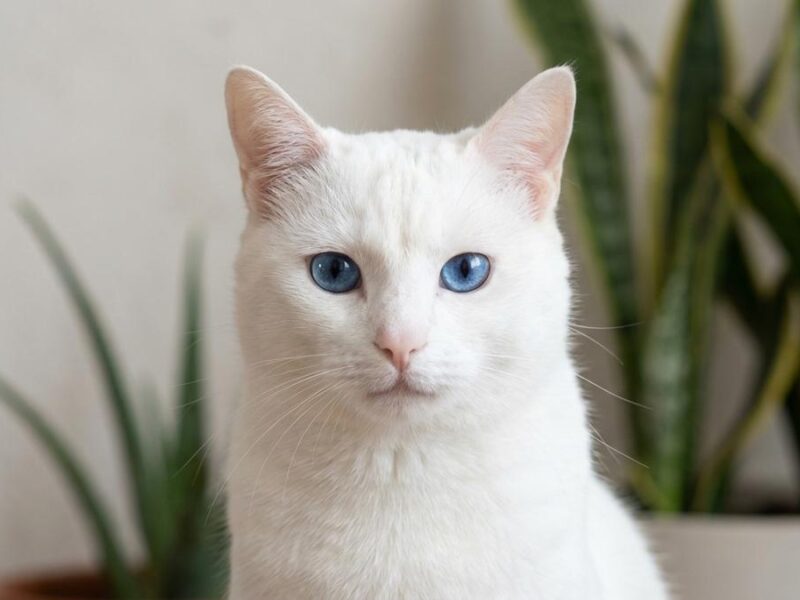 5 Características de los Gatos Blancos que los Hacen Únicos