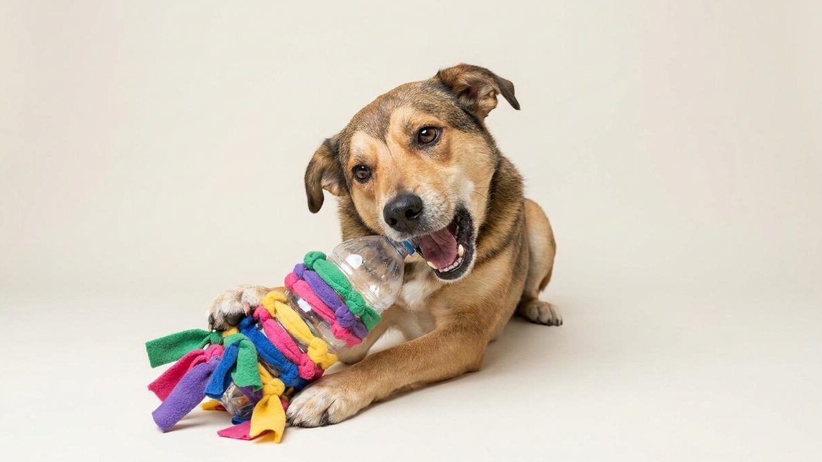 Cómo hacer un hueso de juguete para tu perro paso a paso