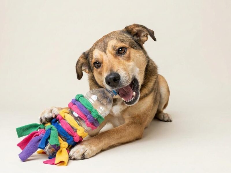 Cómo hacer un hueso de juguete para tu perro paso a paso