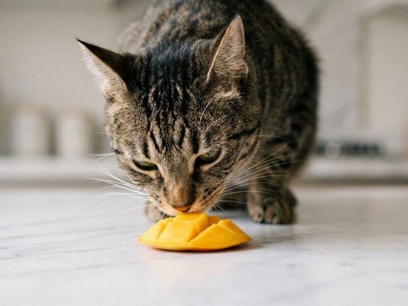 ¿Los gatos pueden comer mango? Guía completa y segura