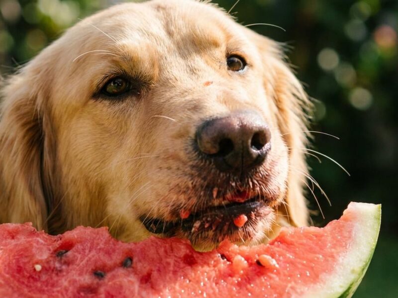 ¿Los perros pueden comer sandía? Guía completa y segura