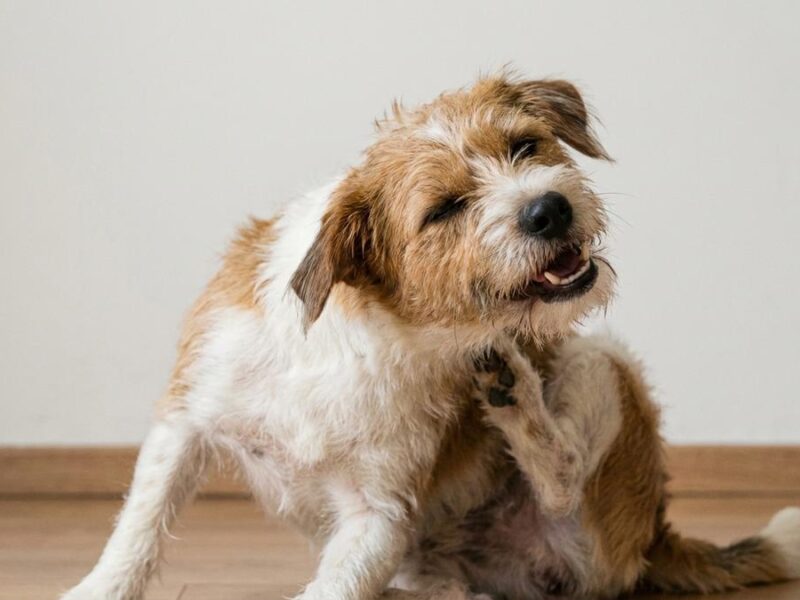 Otitis en Perros: Síntomas, Causas y Cómo Cuidar sus Oídos