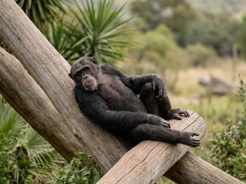 ¿Qué pasó con Bubbles, el chimpancé de Michael Jackson?