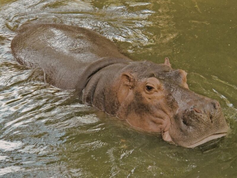 sacrificarán a 80 hipopótamos en Colombia