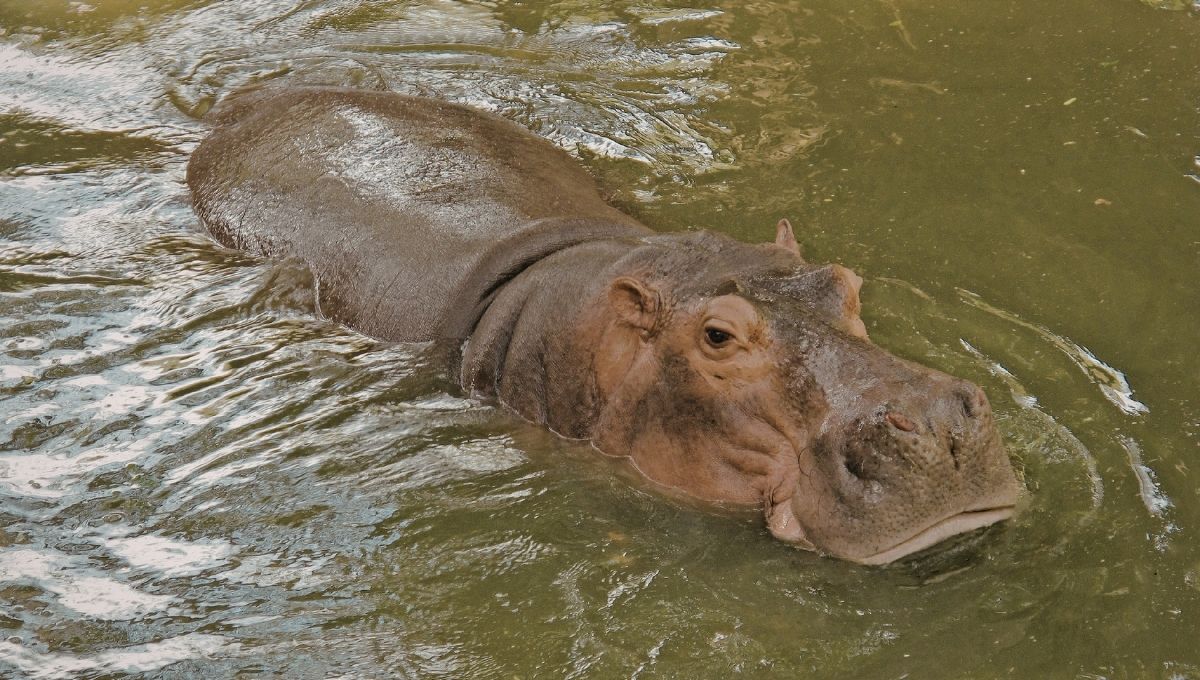 sacrificarán a 80 hipopótamos en Colombia