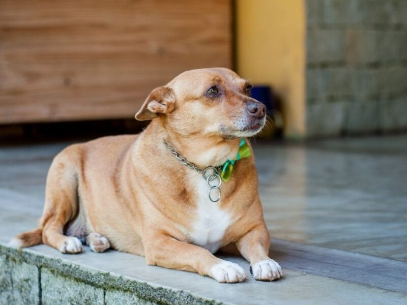 4 razas de perro mexicanas