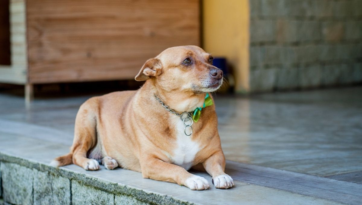 4 razas de perro mexicanas