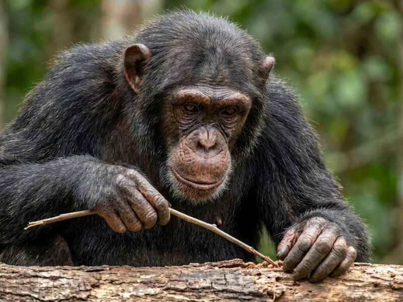 Los 8 Animales más inteligentes del mundo y sus habilidades
