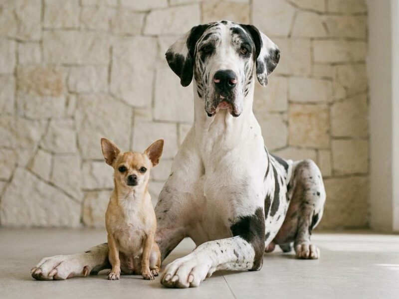 ¿Cuánto viven los perros? Expectativa de vida por raza