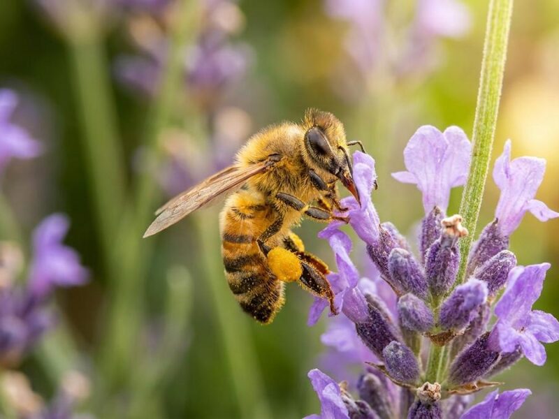 Día Mundial de las Abejas: datos que benefician a tu mascota
