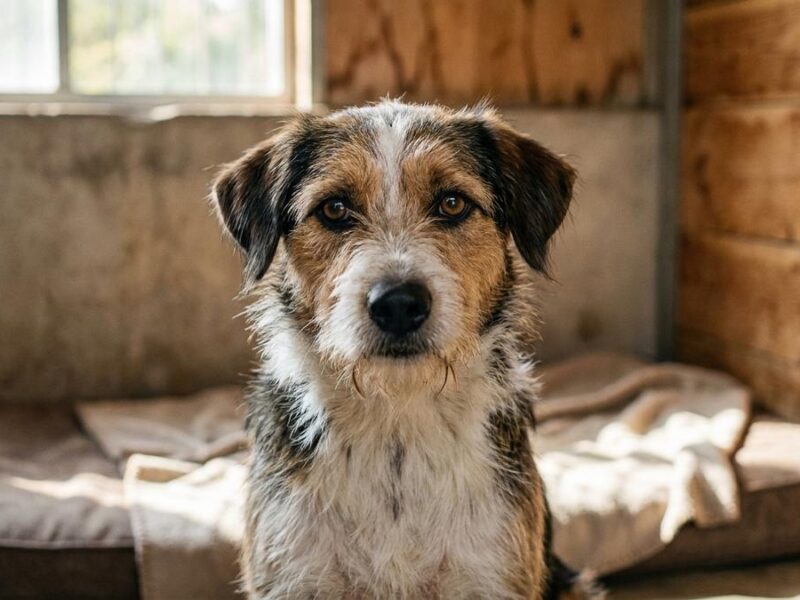 Día Mundial del Perro Sin Raza: qué es y por qué se celebra