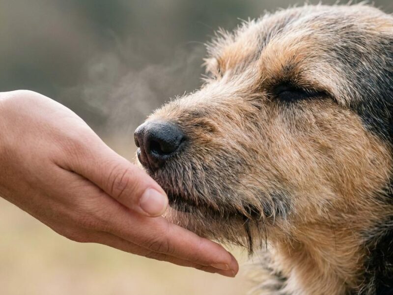 ¿Los perros pueden oler el miedo? La ciencia lo explica