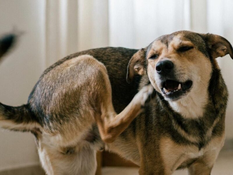 ¿Tu Perro se Rasca? Cómo Saber si son Pulgas o Piel Seca