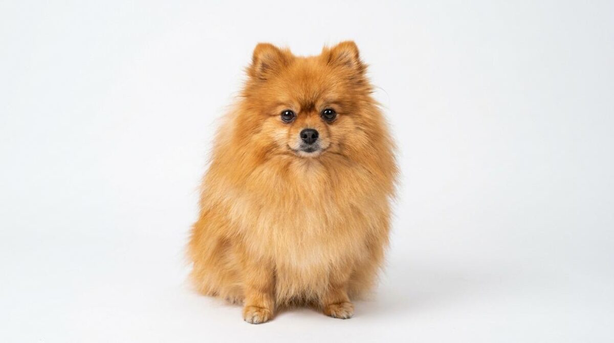5 Perros que Parecen Peluches: Razas Pequeñas y Adorables