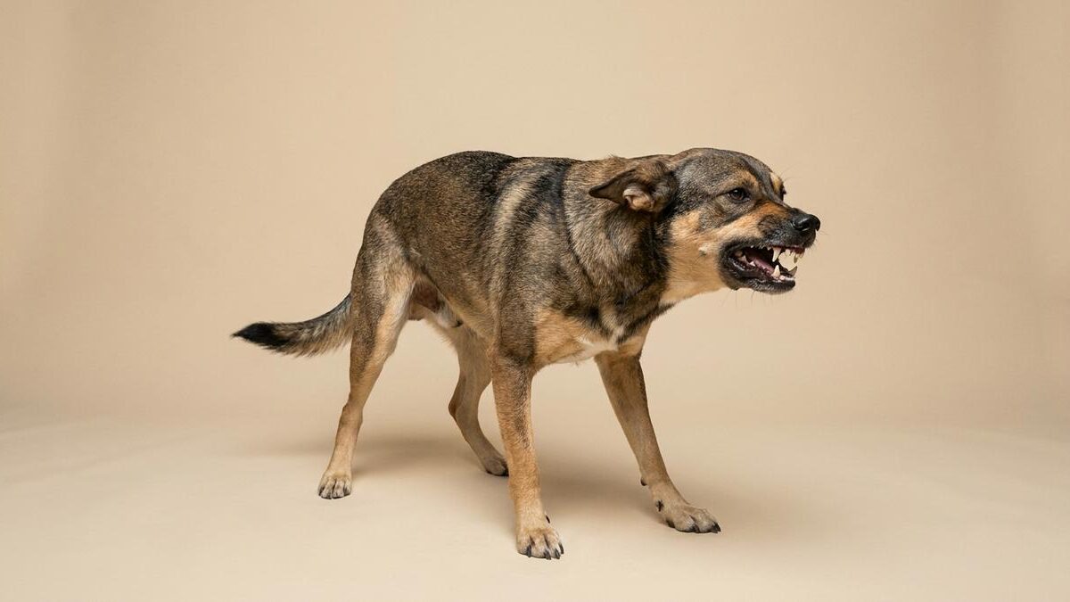 ¿Por qué algunos perros son agresivos? Esto dice Harvard