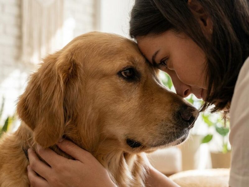 5 Sentimientos que tu perro percibe de ti sin saberlo