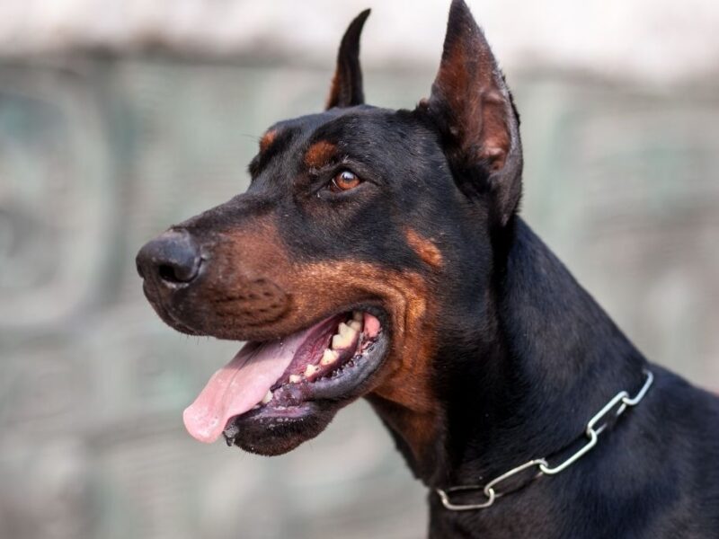 Gusano barrenador llega a la CDMX hay un caso detectado en un Doberman