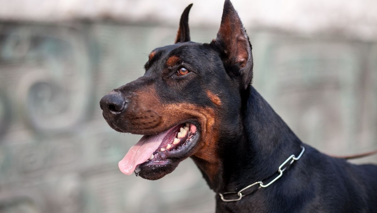 Gusano barrenador llega a la CDMX hay un caso detectado en un Doberman