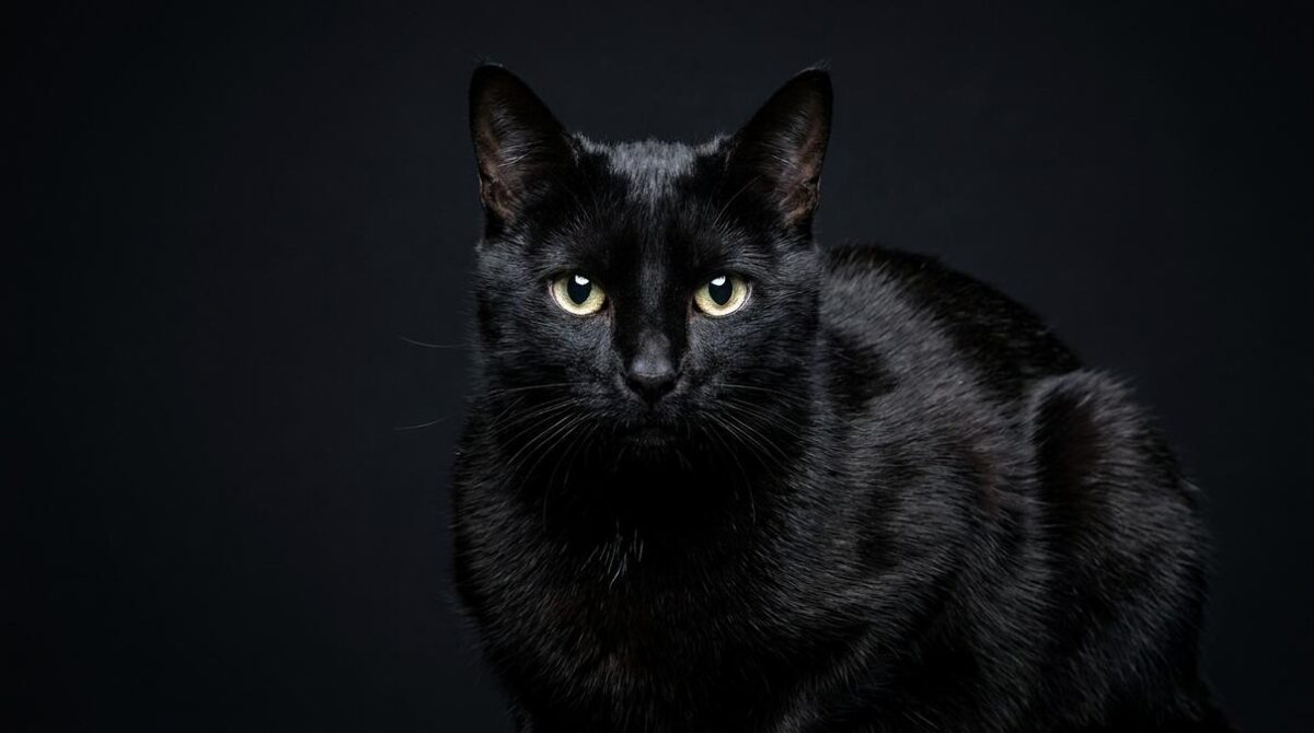 Nombres para Gatos Negros: 80 Ideas Bonitas y Originales