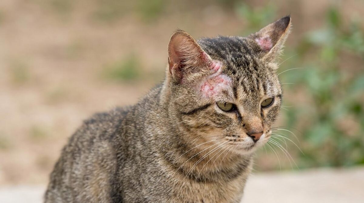 Roña en Gatos: Síntomas, Tratamiento y Cómo Curar la Tiña