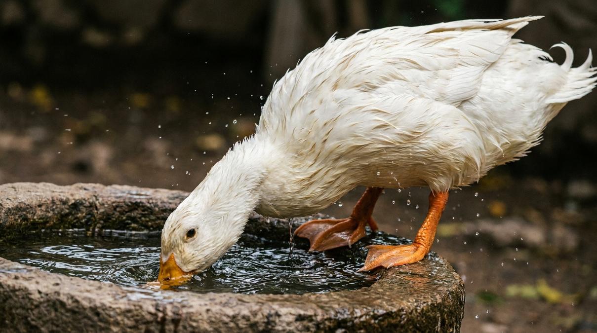 Datos Curiosos de los Patos Pekinés como Mascotas