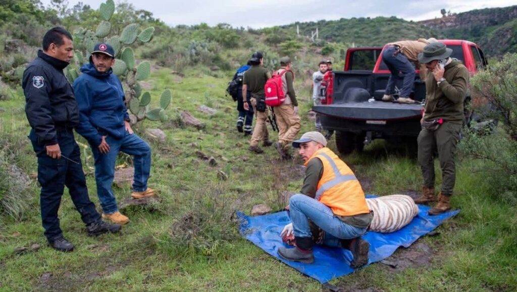 Abaten a tigre de Bengala fugado en Tepetlaoxtoc tras cinco días de búsqueda